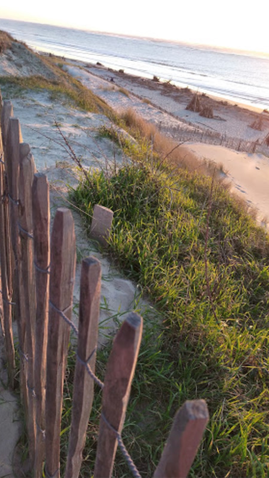 Appel aux dons - Projet Biodiversité - pose de ganivelles sur la plage du Petit Nice