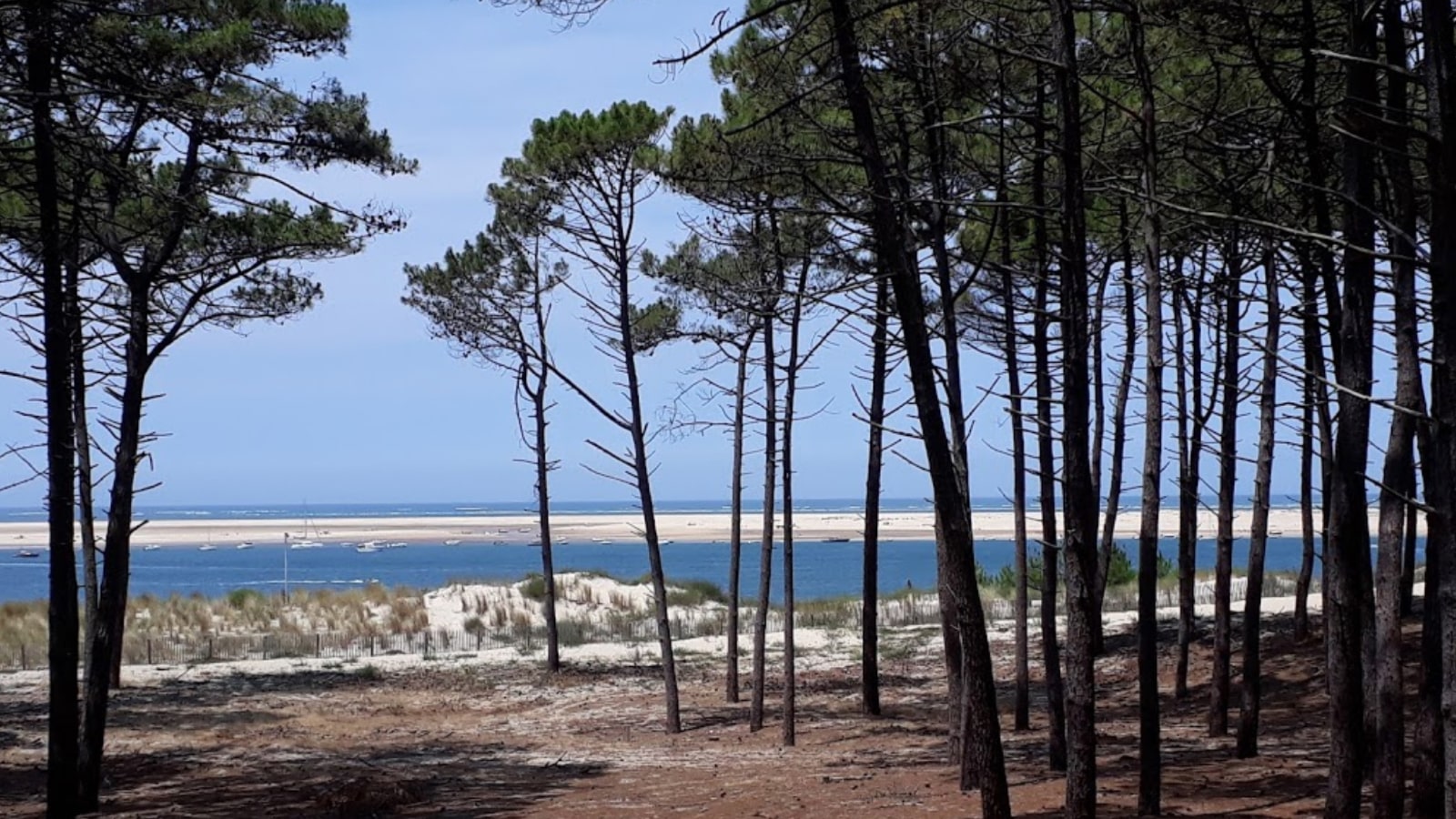 Appel aux dons - Premier projet en faveur de la biodiversité - Plage du Petit Nice 4