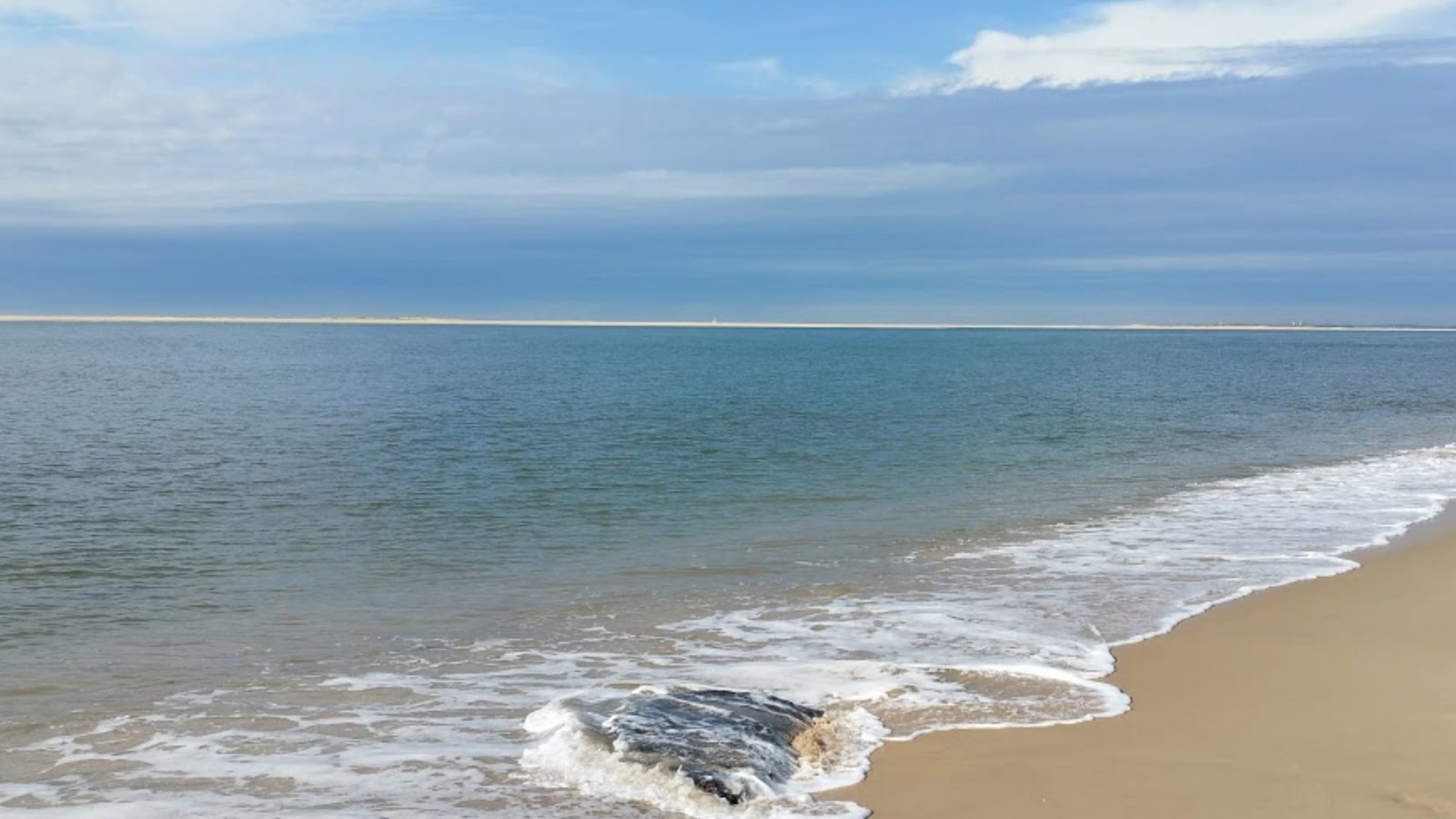 Appel aux dons - Premier projet en faveur de la biodiversité - Plage du Petit Nice 6